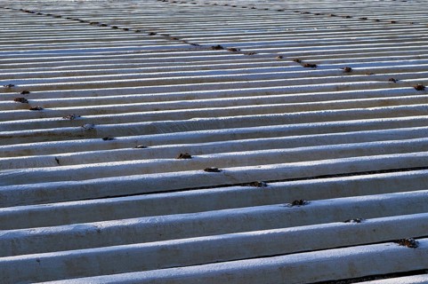 White film prevents purple and green asparagus heads, controls the start of harvest, asparagus,
