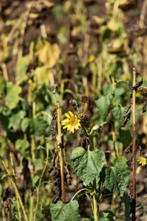 Sunflower field, brown withered sunflowers (Helianthus annuus), including a single young plant