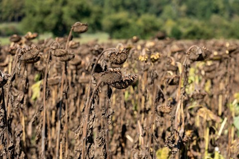 Sunflower field, brown withered sunflowers (Helianthus annuus), heat, lack of water, drought,
