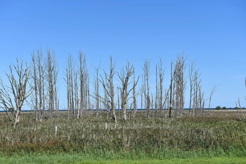Dead wood in the salt marshes at Pramort on the Darß, Mecklenburg-Western Pomerania, Germany