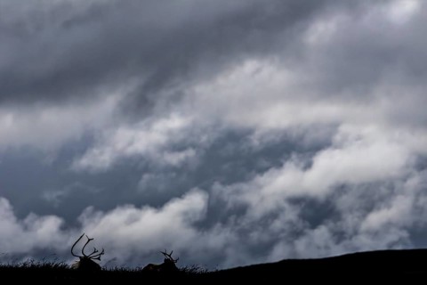 Two reindeer (Rangifer tarandus) are not disturbed by the approaching storm front, storm,