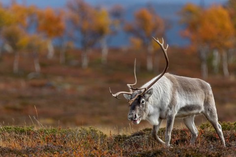 A reindeer bull (Rangifer tarandus) against the breathtaking backdrop of the autumn tundra, rutting