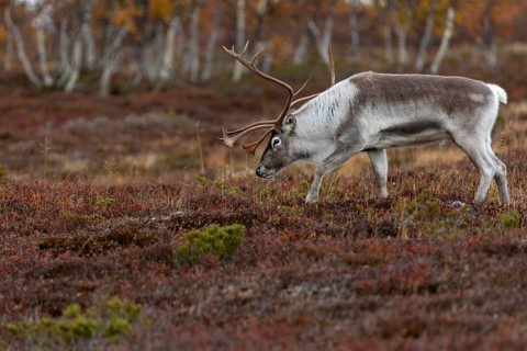 The scent of a female gives the reindeer bull (Rangifer tarandus) pause, rutting season, mating
