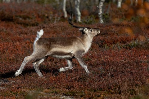 The reindeer calf (Rangifer tarandus) shows the typical posture of the species when trotting,