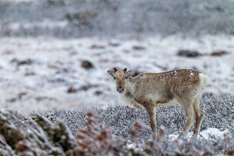 The onset of winter in late spring does not disturb the reindeer cow (Rangifer tarandus), snowfall,