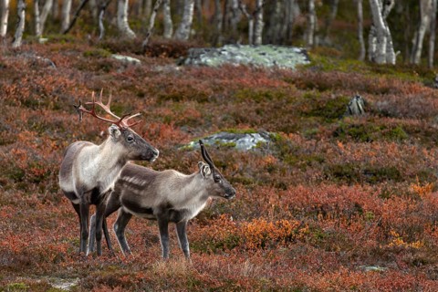 A reindeer cow (Rangifer tarandus) with calf in the autumn tundra, rutting season, mating season,