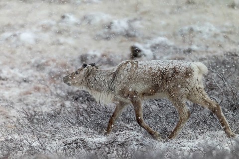 The onset of winter in May will not cause any problems for the reindeer cow (Rangifer tarandus),