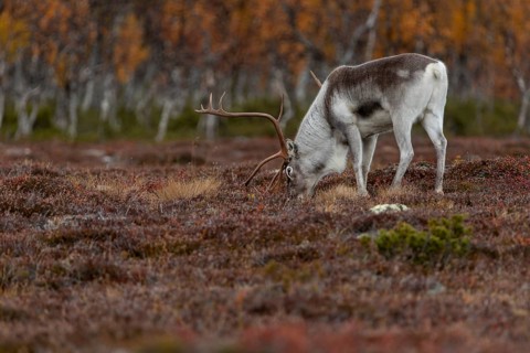 The scents contained in a female's urine seem to be of great interest to the reindeer bull