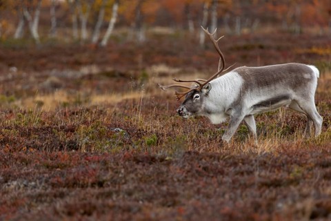 The reindeer bull (Rangifer tarandus) follows his herd with bowed head, rutting season, mating