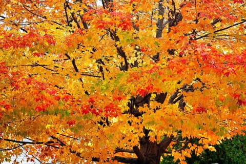 Bright autumn leaves, maple leaves (Acer), Indian summer, Maine, New England, USA