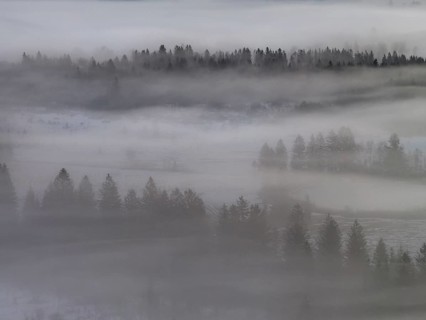 Clouds of fog, fog, trees, conifers, winter, snow, aerial view, Alpine foothills, Bavaria, Germany