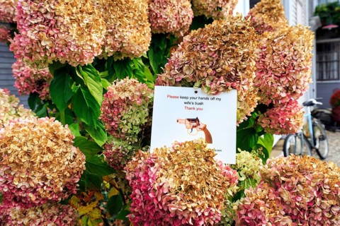 Withered flowers of a hydrangea in the front yard, funny sign warns against touching, theft,