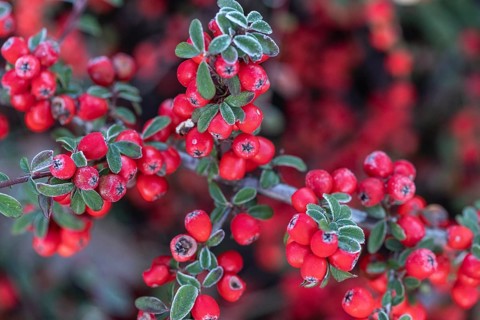 Fan-shaped cotoneaster (Cotoneaster horizontalis), Emsland, Lower Saxony, Germany