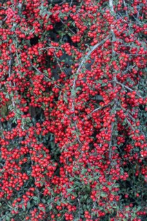 Fan-shaped cotoneaster (Cotoneaster horizontalis), Emsland, Lower Saxony, Germany