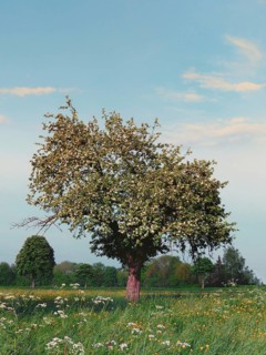 Apple tree, blooming, Upper Bavaria, Germany