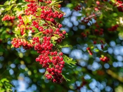 Leatherleaf hawthorn also apple thorn, tree fruit, near Munich