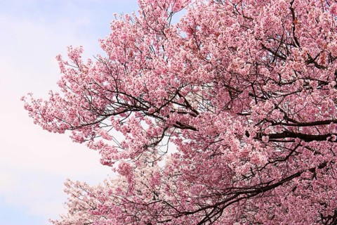 Cherry blossoms, cherry tree, cherry blossoms, Kamakura, Japan