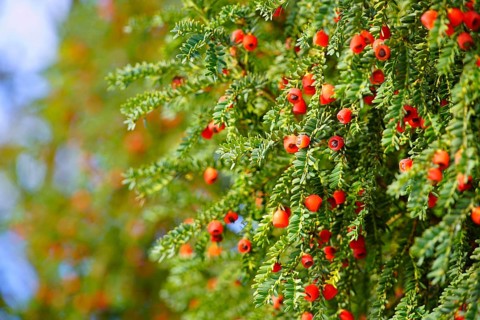 Fruits on a European yew tree, southern Germany