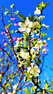 Apricot blossoms in the garden