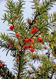 Fruits on a European yew tree, southern Germany