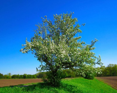 Pear tree, Lake Constance region, Germany