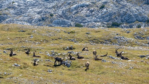 A herd of Alpine ibex (Capra ibex) on the summit of the Kahlersberg, Berchtesgaden National Park,