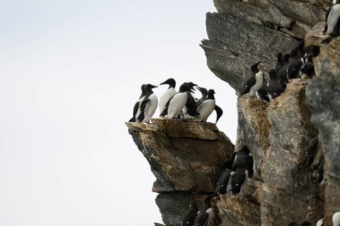 A group of guillemots (Uria aalge) on a high rock in a harsh environment, Hornoya, Vardø, Finnmark,