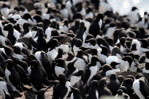 Tightly packed group of black and white guillemots (Uria aalge) on rocks in their breeding colony,