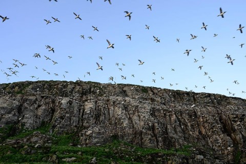 Large guillemot flock (Uria aalge) over rocky cliff in blue sky, Hornoya, Vardø, Finnmark, Norway