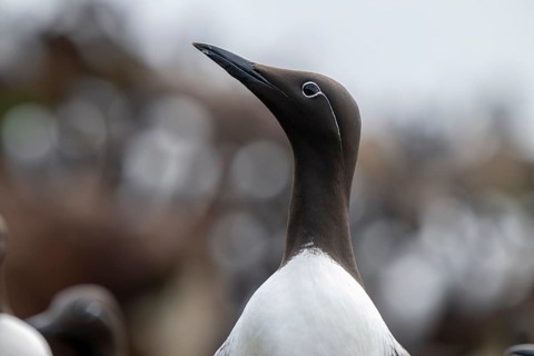 Close-up of a ringed guillemot (Uria aalge) with raised head and sharp gaze, Hornoya, Vardø,