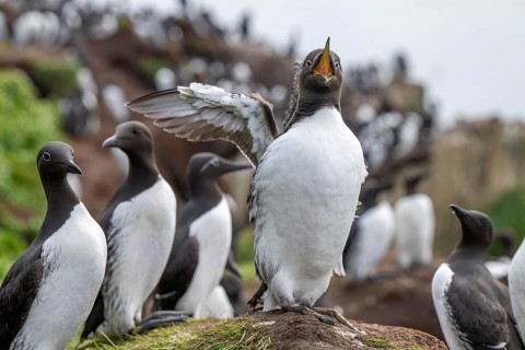 Common guillemot (Uria aalge) with spread wings, surrounded by group on firm ground, Hornoya,