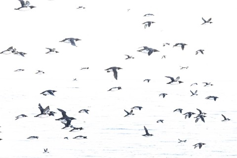 Black and white guillemots (Uria aalge) flying in large numbers against an empty, light-coloured