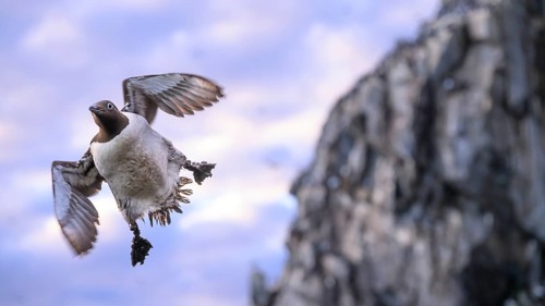 A guillemot (Uria aalge) flies in front of a rocky coast at dusk, while the sky is tinted in soft