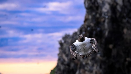 A single guillemot (Uria aalge) flying dynamically in front of a rocky background at sunset with a