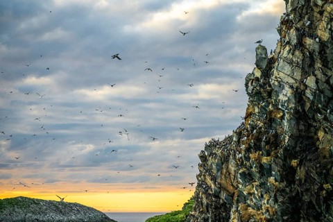 Flocks of guillemots (Uria aalge) fly over the coastal cliffs while the sky glows in evening