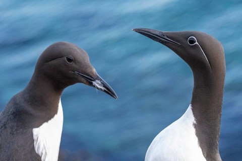 A guillemot and a ringed guillemot (Uria aalge) with contrasting plumage markings stand against a