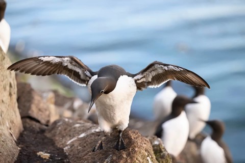 A common guillemot (Uria aalge) spreads its wings and stands on a rock by the water, surrounded by