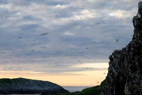 Coastal landscape with flying guillemots (Uria aalge) flying over the rocks under a cloudy sky at