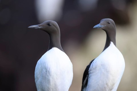 Two common guillemots (Uria aalge) standing upright next to each other in a group, Hornoya, Vardø,