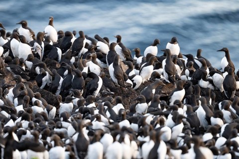A large colony of common guillemots (Uria aalge) gather at their breeding site by the sea, Hornoya,