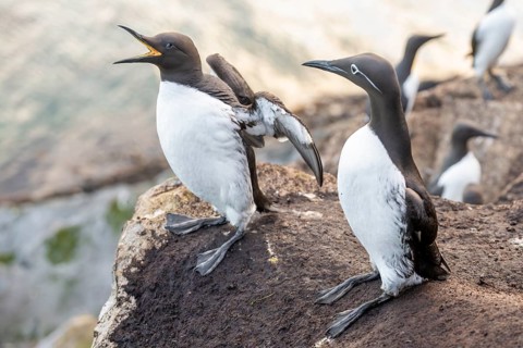 Two guillemots (Uria aalge) on a rock, one with open beak, surrounded by sunlight and water,