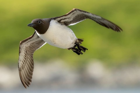 A flying guillemot (Uria aalge) with a green, blurred background, Hornoya, Vardø, Finnmark, Norway