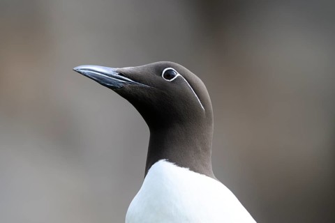 Lateral portrait of a guillemot (Uria aalge) head with clear view and blurred background, Hornoya,