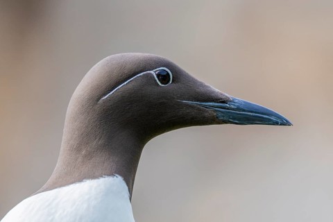 Close-up of a guillemot head (Uria aalge), showing details of the plumage and beak, Hornoya, Vardø,