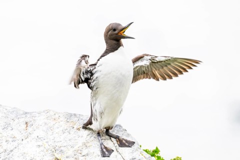 A guillemot (Uria aalge) with outstretched wings on a rock against a white background, Hornoya,