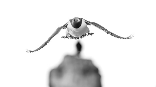 A guillemot (Uria aalge) in black and white flight against a blurred background, Hornoya, Vardø,