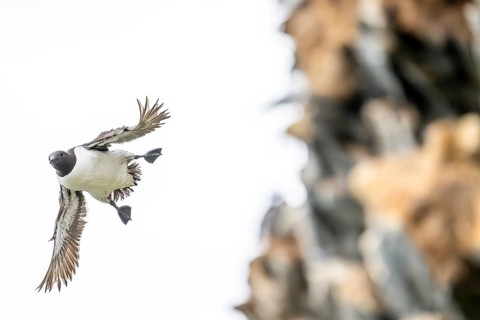 A guillemot (Uria aalge) in flight near a rock face, Hornoya, Vardø, Finnmark, Norway