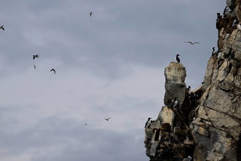 Guillemots (Uria aalge) on a rocky outcrop against a cloudy sky, Hornoya, Vardø, Finnmark, Norway