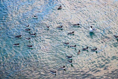 A group of guillemots (Uria aalge) swim in water that has been penetrated by the sun and shows