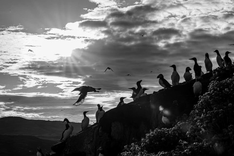 A group of guillemots (Uria aalge) on a rock at dramatic sunset in black and white, Hornoya, Vardø,